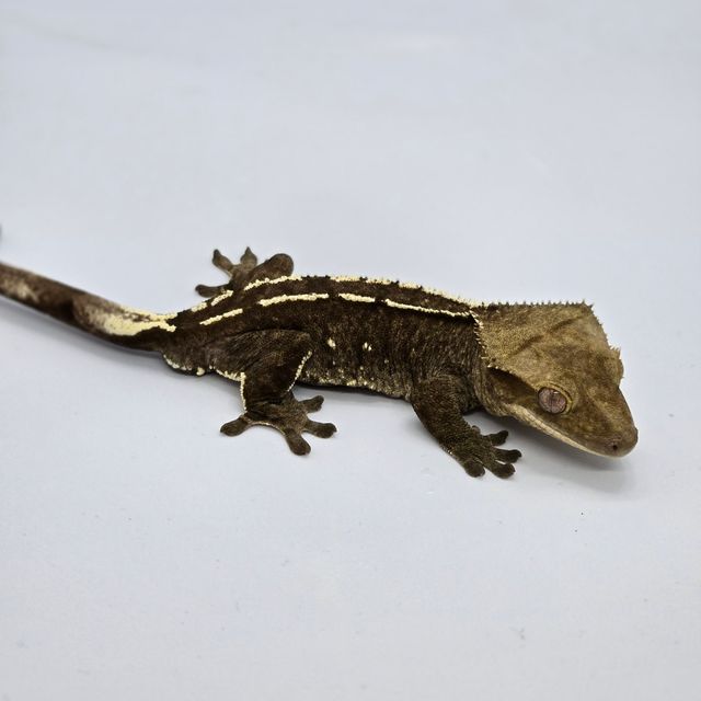 아잔틱