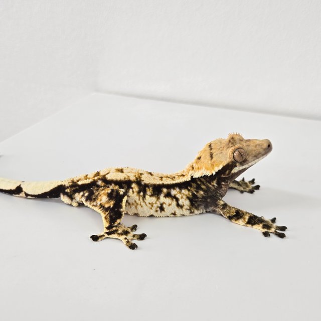 노멀 트라이 익스트림할리퀸