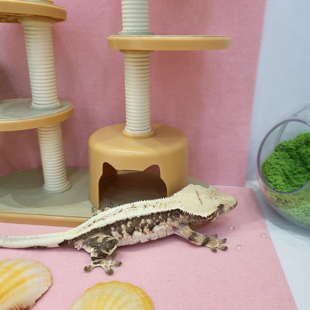릴리화이트