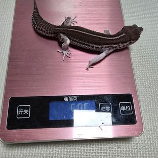 블랙나이트 슈퍼스노우