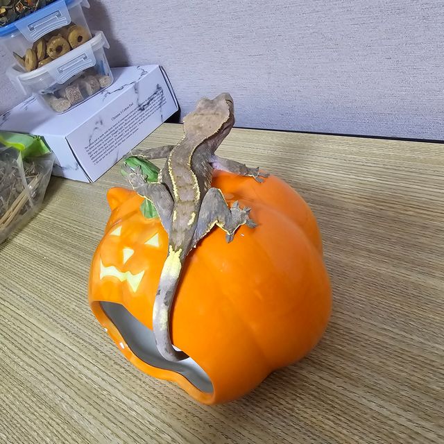카푸치노