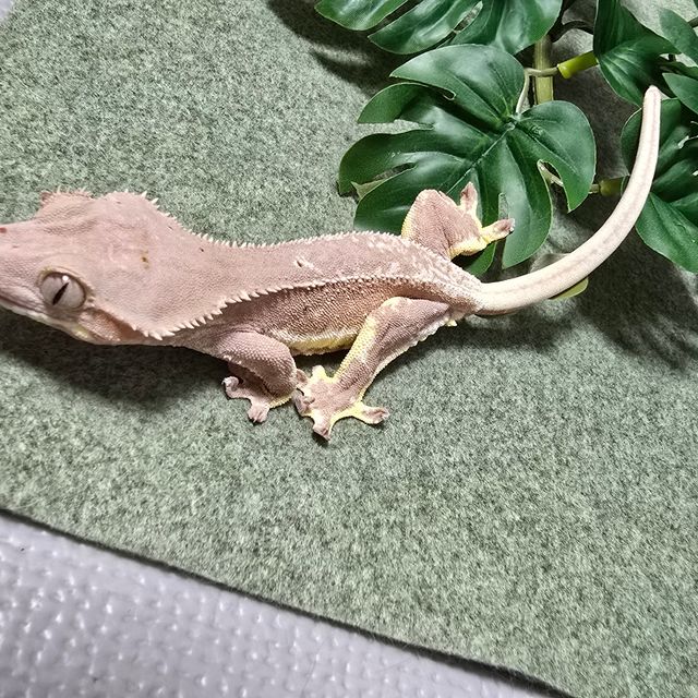 릴리화이트 바이 레드