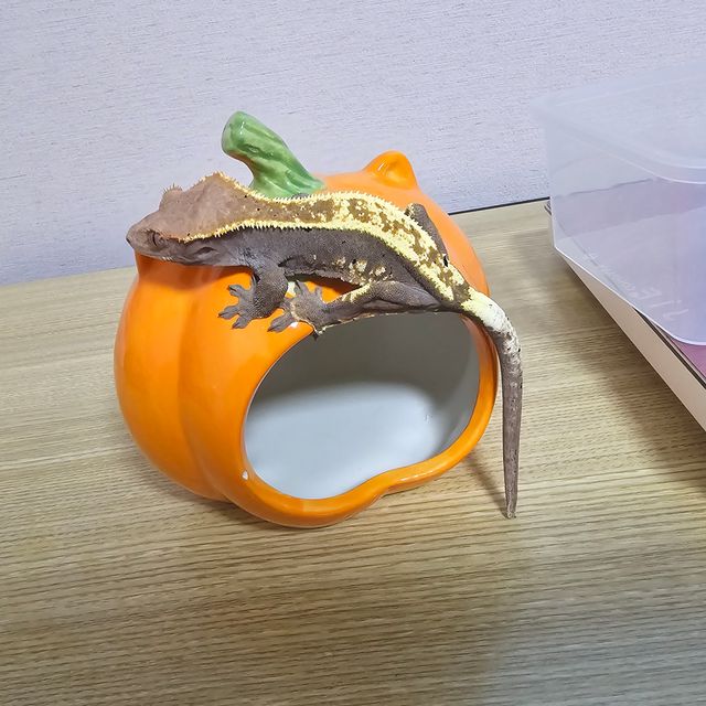 카푸치노