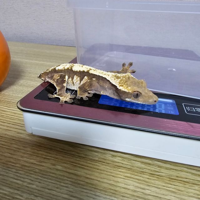 세이블