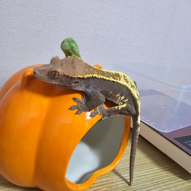 카푸치노