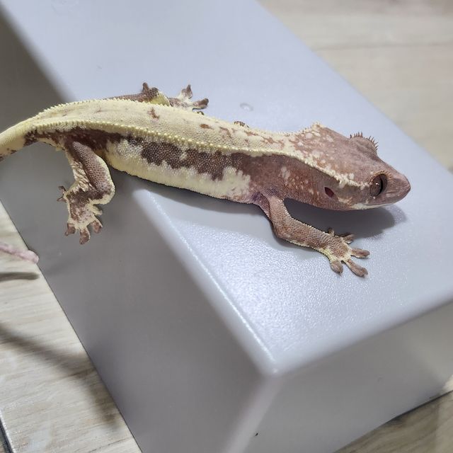 릴리 세이블