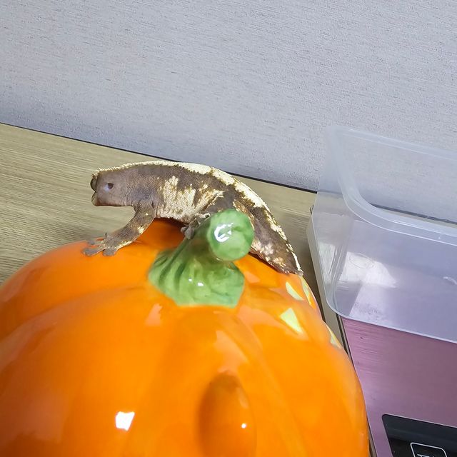 세이블