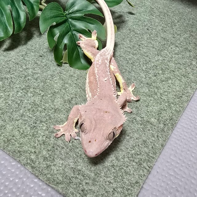 릴리화이트 바이 레드