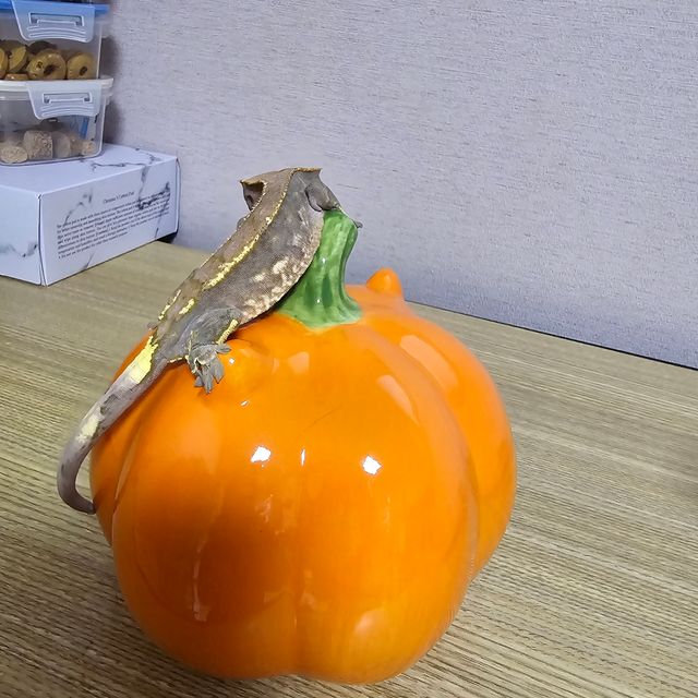 카푸치노