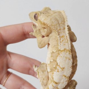 프림
