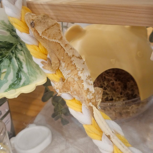 크림 크림시클 옐로우