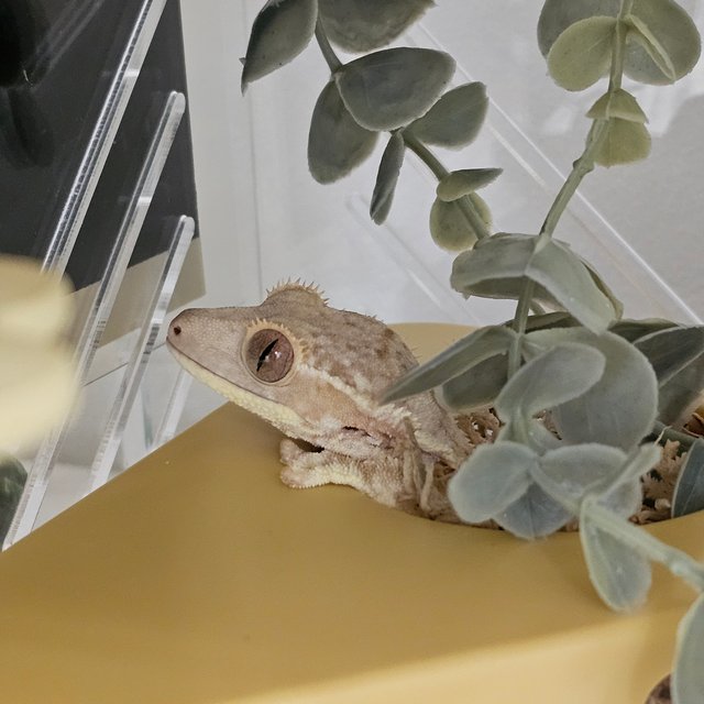 크림 크림시클 릴리화이트