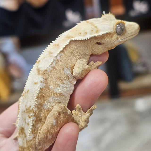 크림 크림시클 옐로우