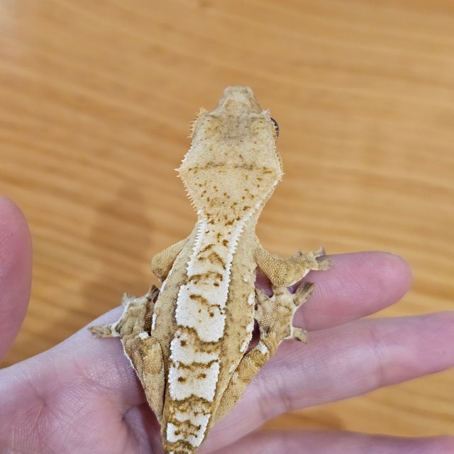 크림시클 크림 옐로우