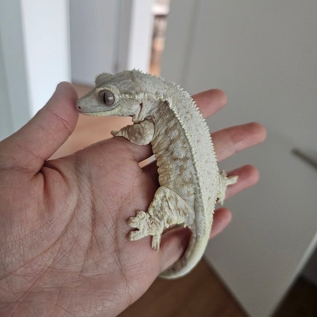 크림 크림시클 릴리화이트