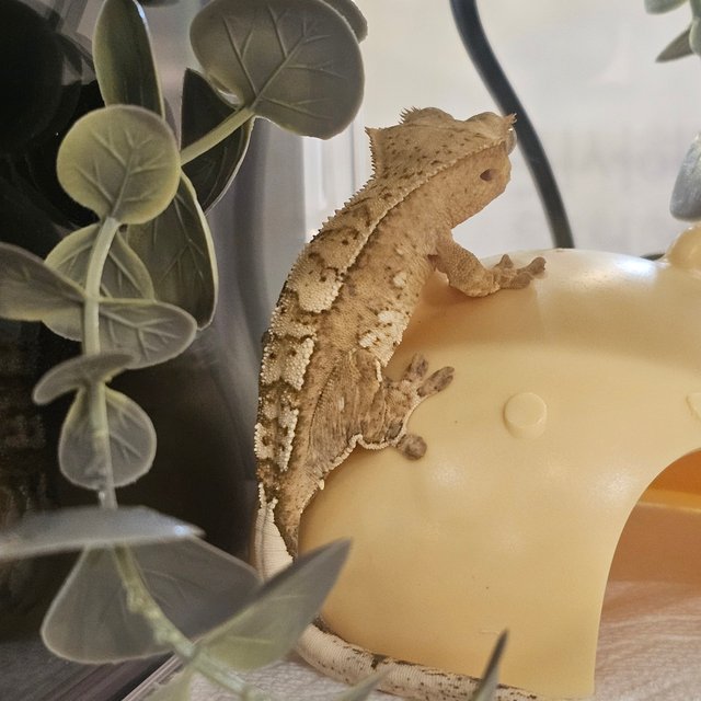 크림시클 크림 옐로우