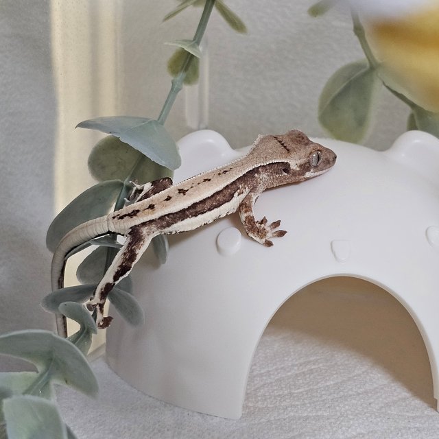 크림 크림시클 릴리화이트