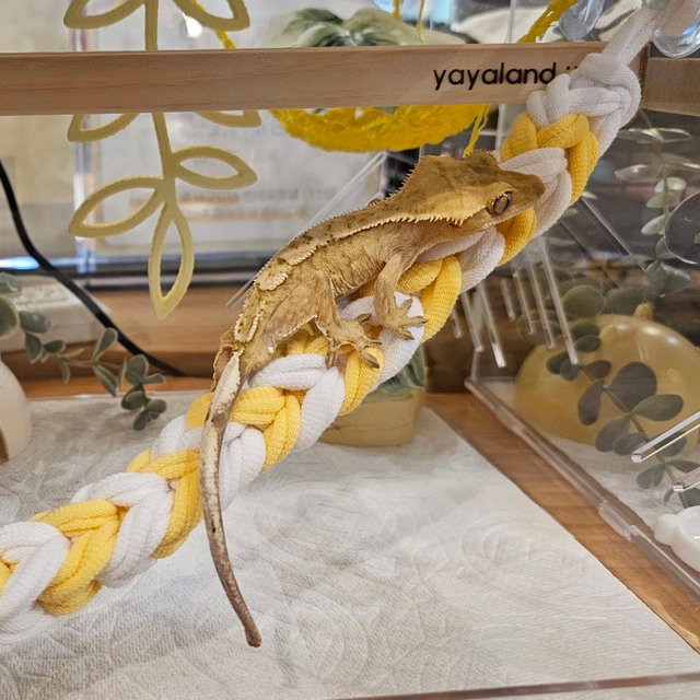 크림시클 옐로우