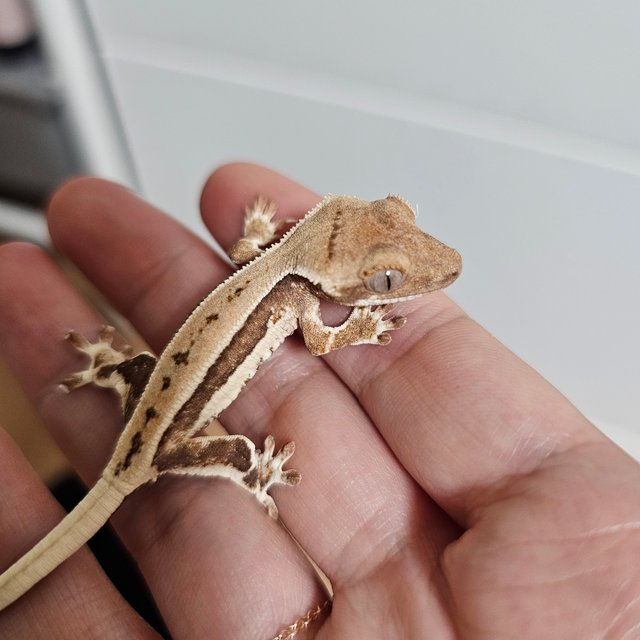 크림 크림시클 릴리화이트