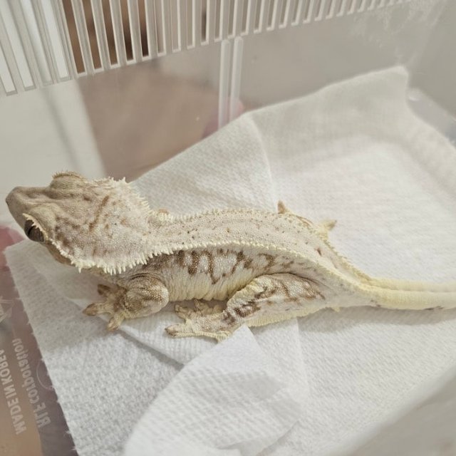 크림 크림시클 릴리화이트