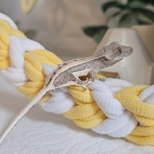 크림 크림시클 릴리화이트