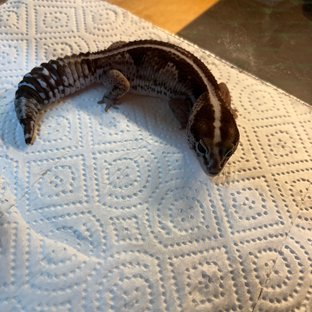 오레오 제로 헷 고스트