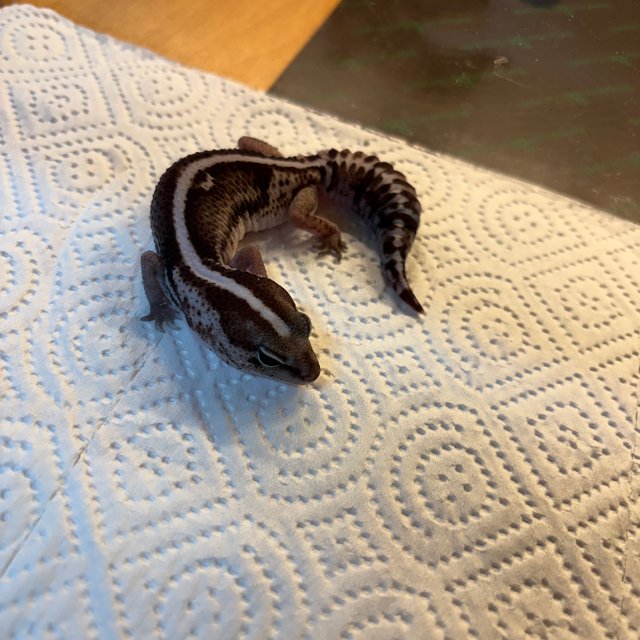 오레오 제로 헷 고스트