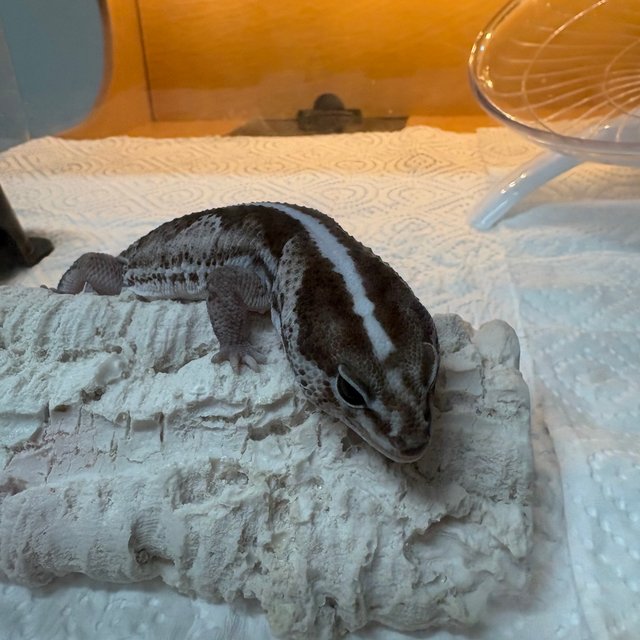 오레오 제로 헷 고스트