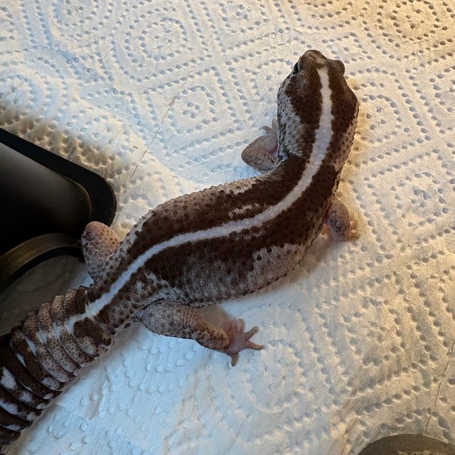 오레오 제로 헷 고스트