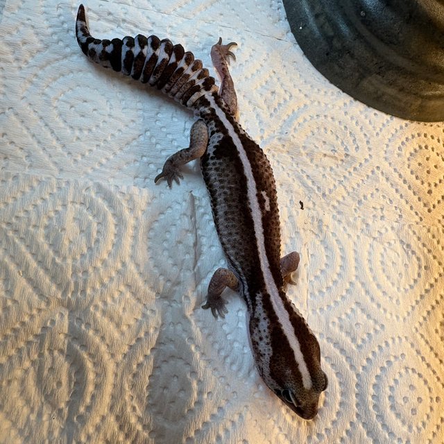 오레오 제로 헷 고스트