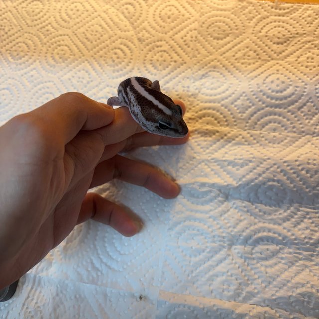 오레오 제로 헷 고스트