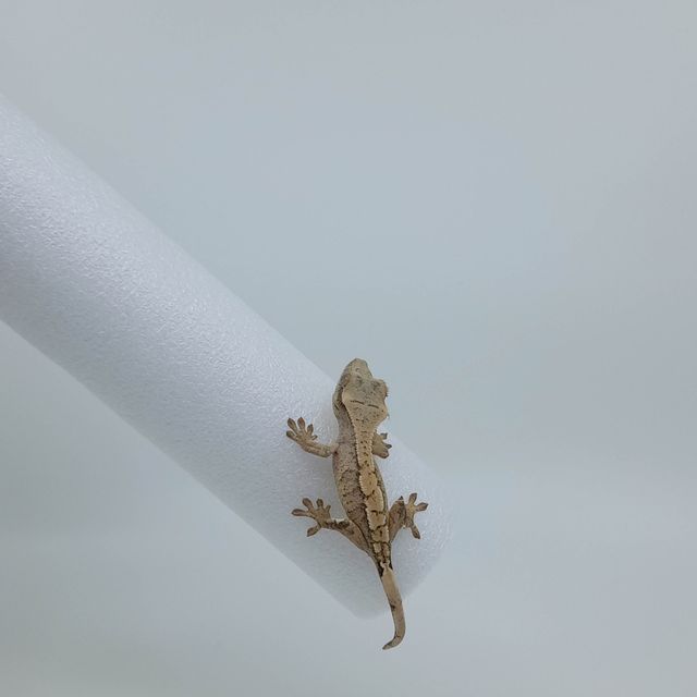 브린들