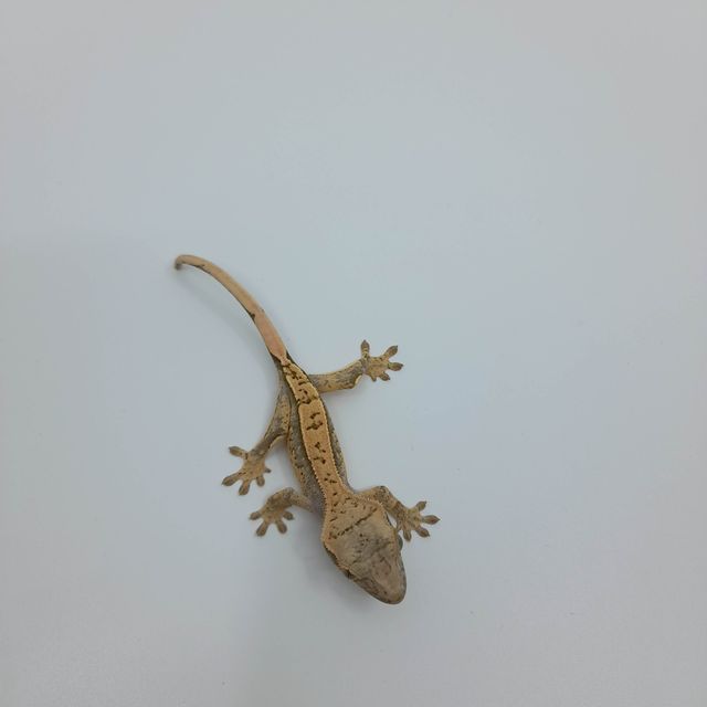 핀스트라이프