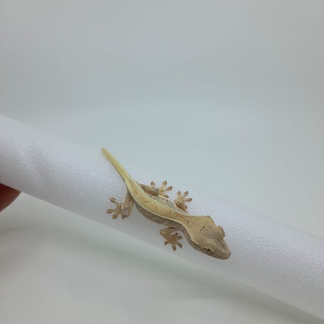 릴리화이트
