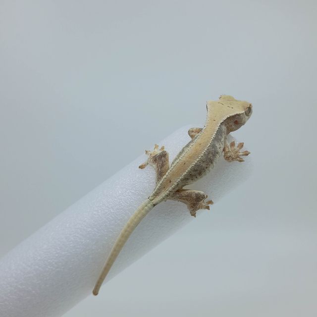 릴리화이트