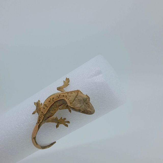 핀스트라이프