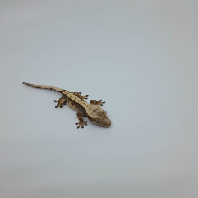 할리퀸