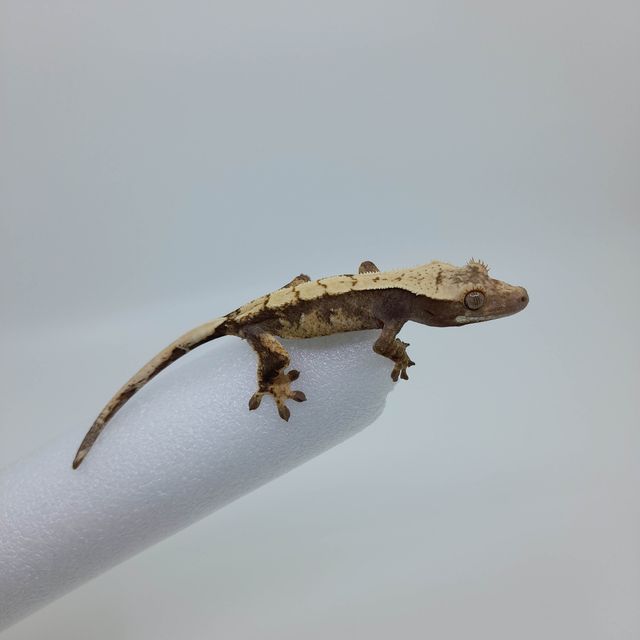 할리퀸