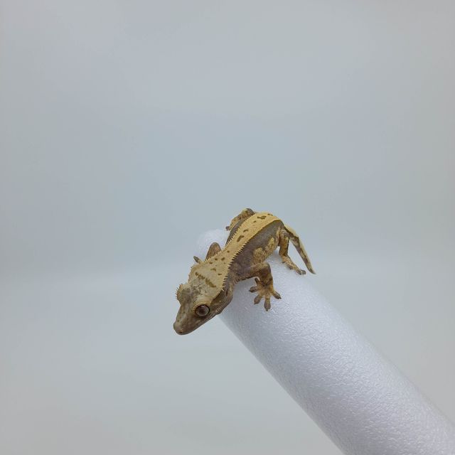 쿼드 풀핀