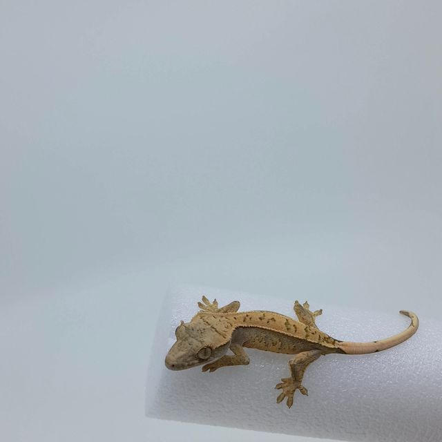 핀스트라이프