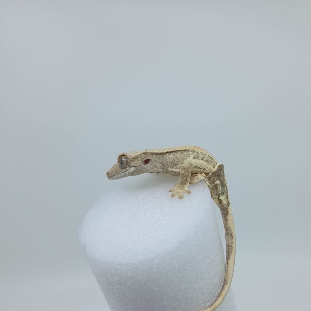 릴리화이트