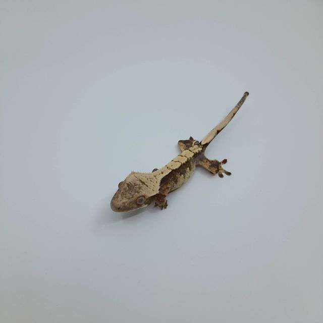 할리퀸
