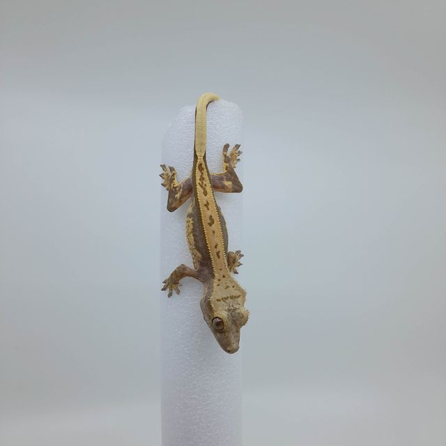 쿼드 풀핀