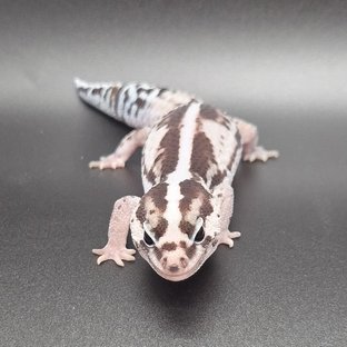 화이트아웃 오레오 제로