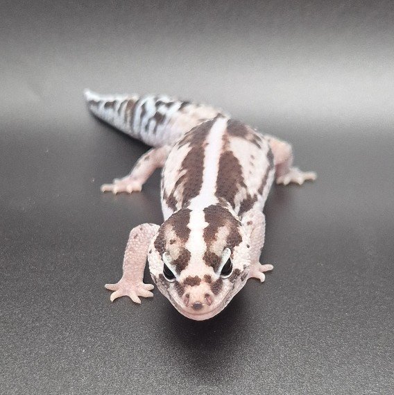 화이트아웃 오레오 제로