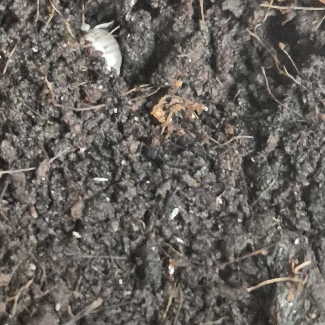 화이트아웃 오레오 제로