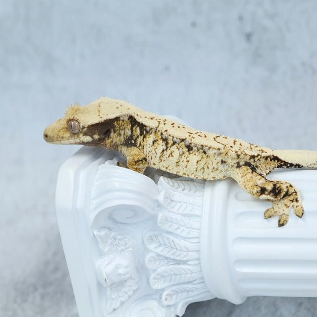 화이트스팟 드리피