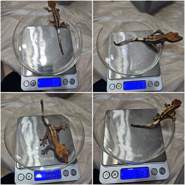 카푸치노