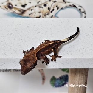 카푸치노