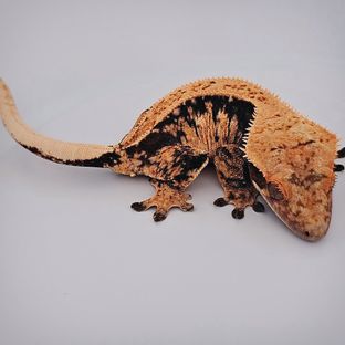 연두